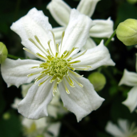 Consulenza sui fiori di bach a napoli presso l'associazione vedanta